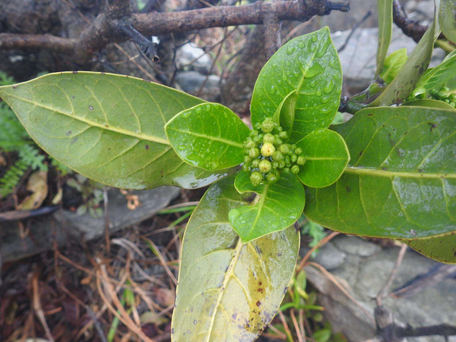 Image of Psychotria capensis subsp. capensis