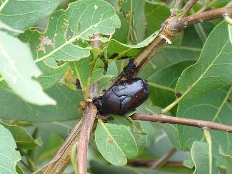 صورة Diplognatha gagates (Forster 1771)