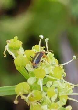 Image of Attalus limbatus