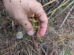 Image of spreading leastdaisy