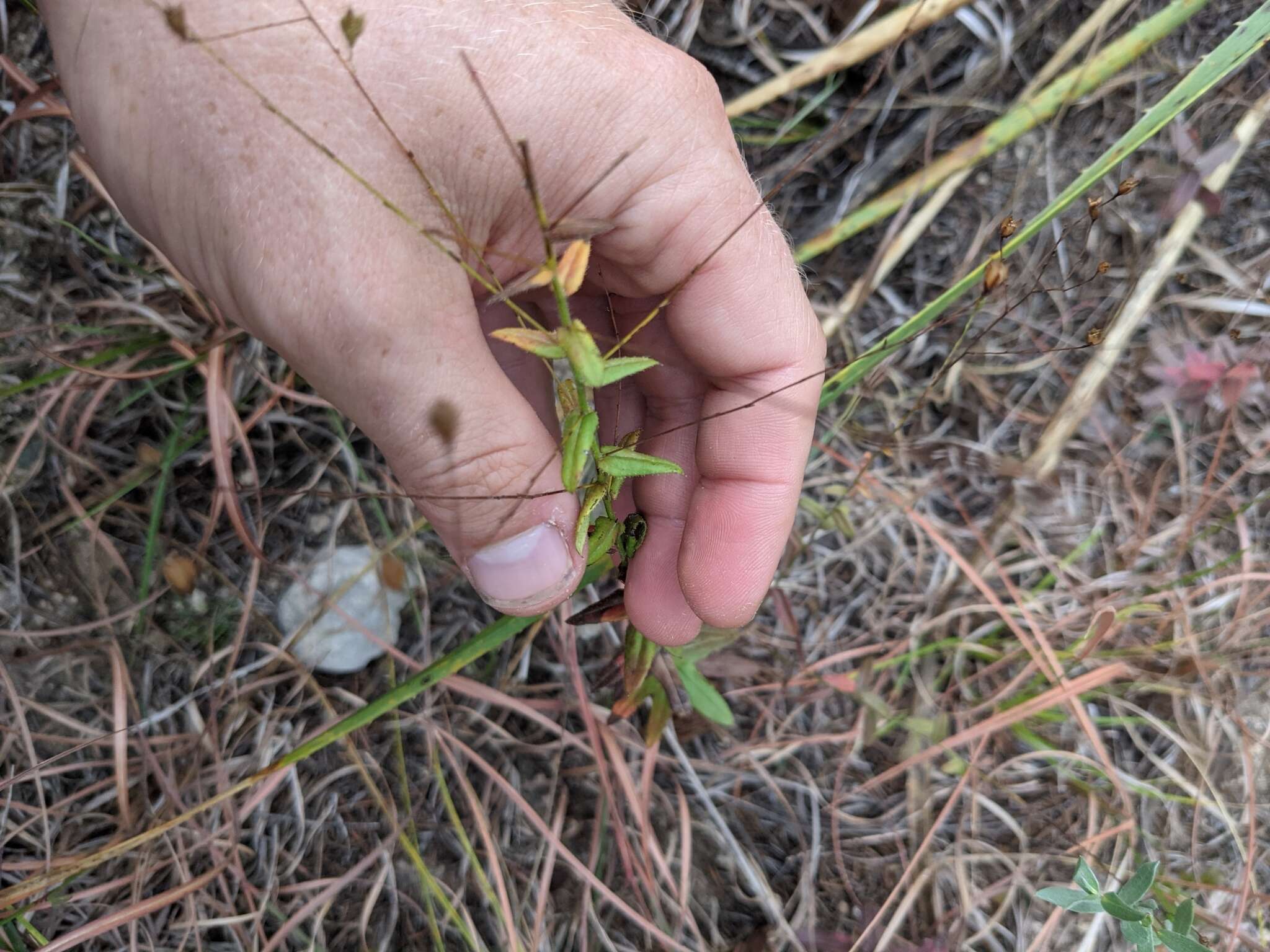 Image of spreading leastdaisy