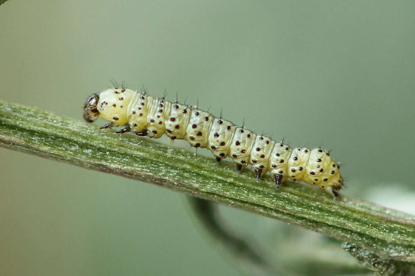 Image of Schinia nuchalis