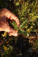 Image of Potentilla leucophylla F. Sauter