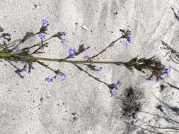 Image de Lobelia comosa L.