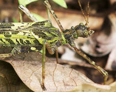 Image of Stratocles viridimaculatus Günther 1930