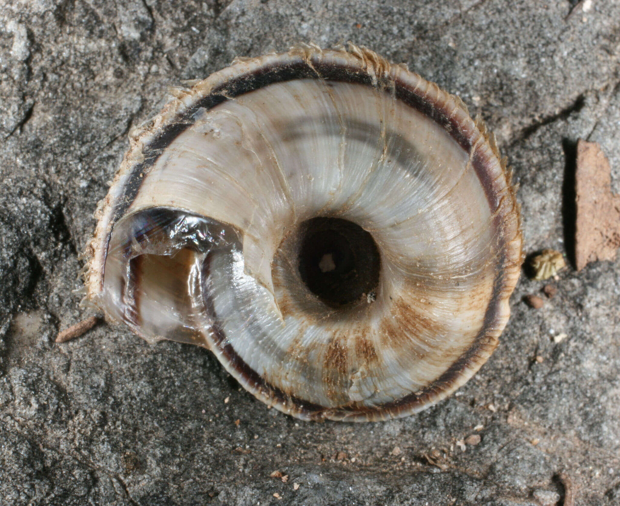 Image of Oreohelix concentrata (Dall 1895)