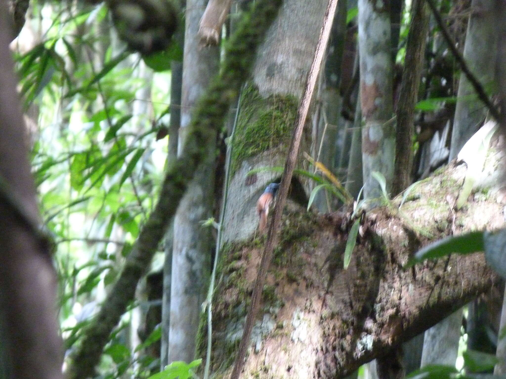 Philentoma pyrhoptera (Temminck 1836)的圖片