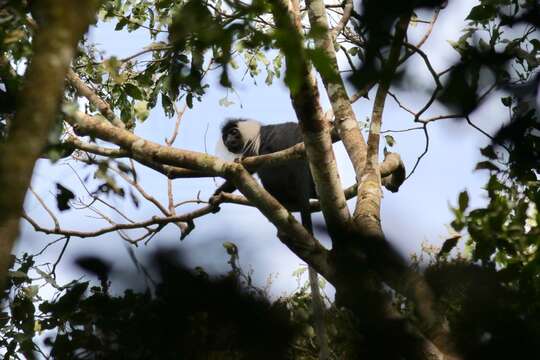 Colobus angolensis cottoni Lydekker 1905 resmi