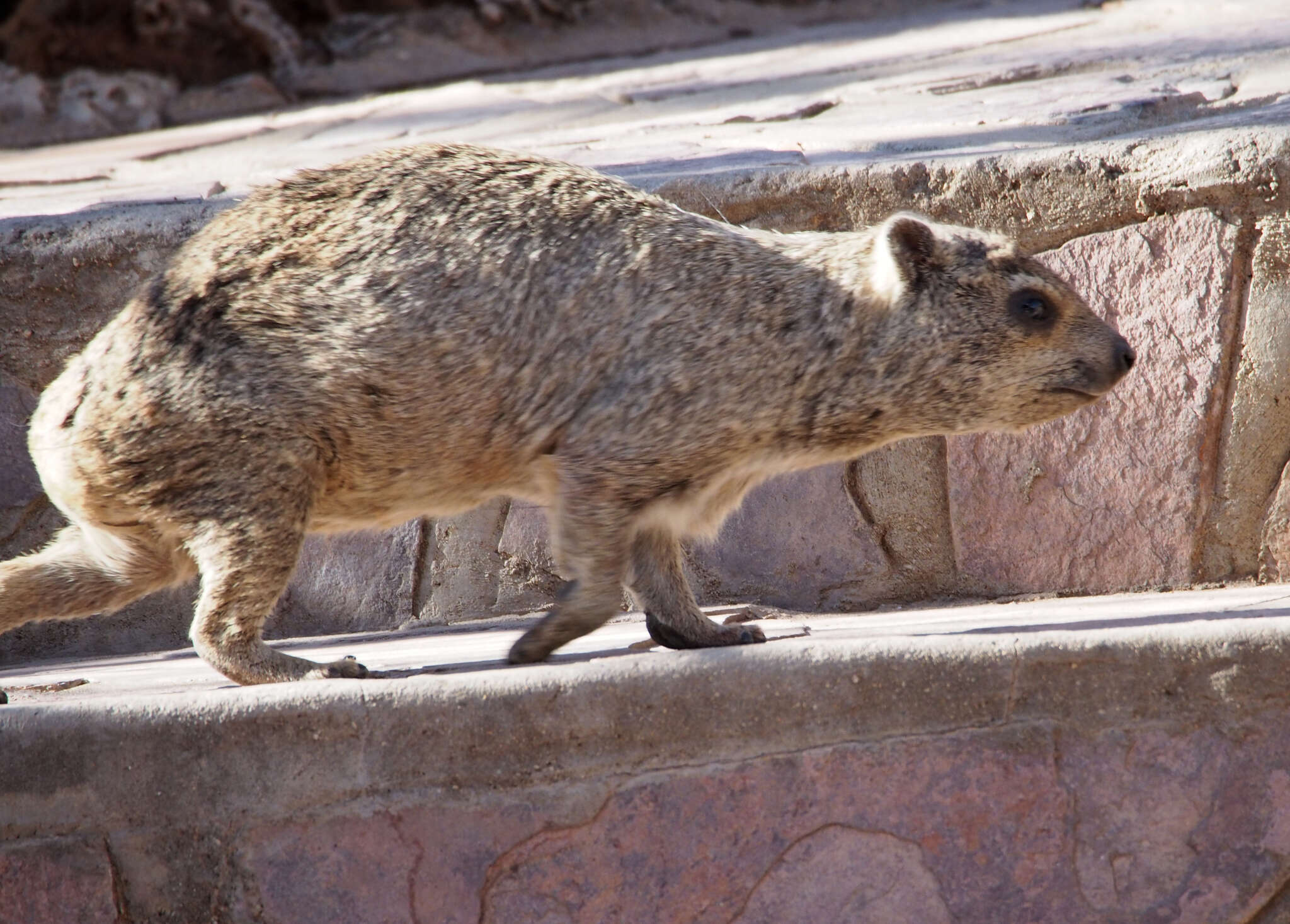 Image of Procavia capensis welwitschii (Gray 1868)