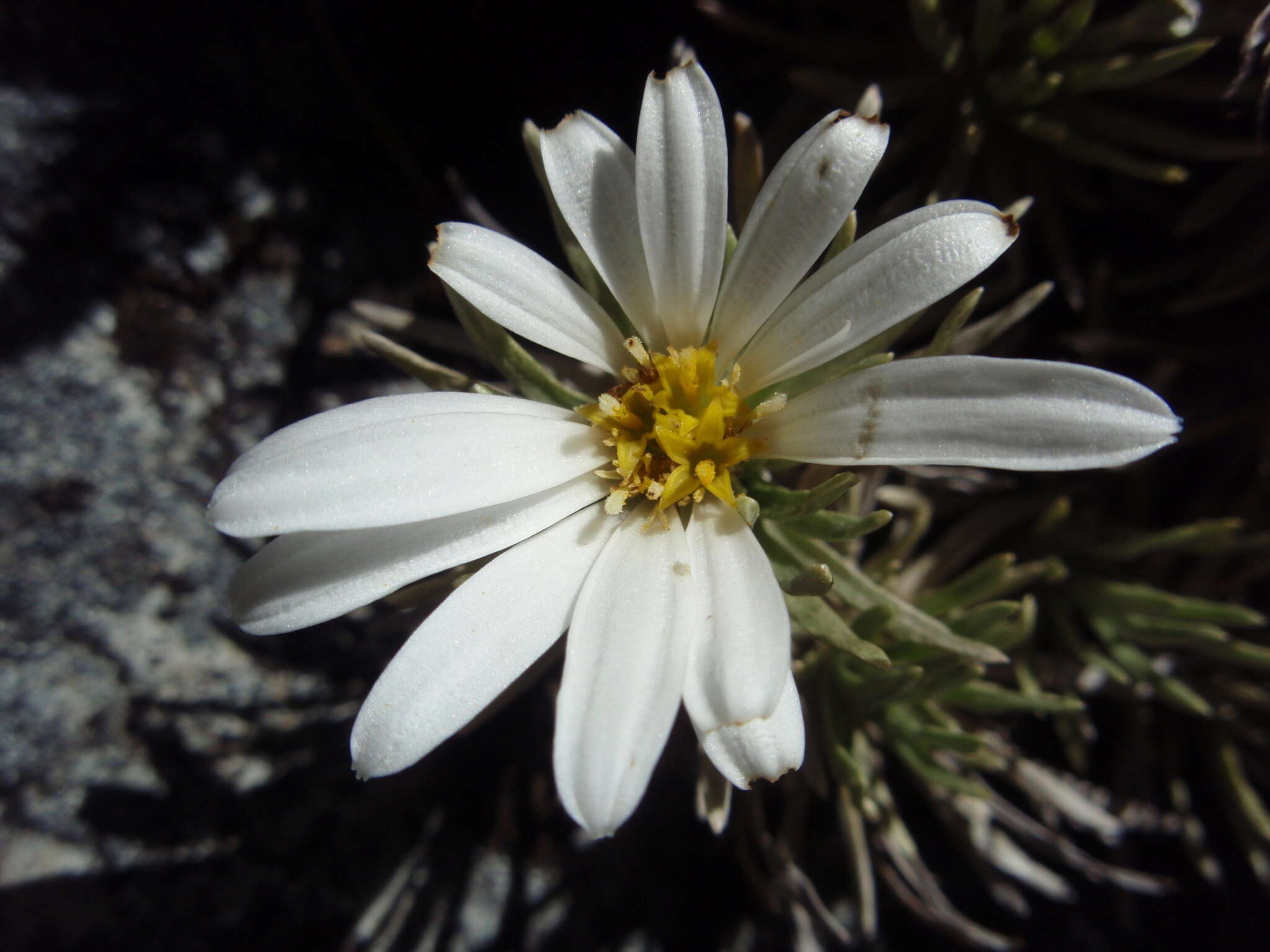 Image of Celmisia sessiliflora Hook. fil.