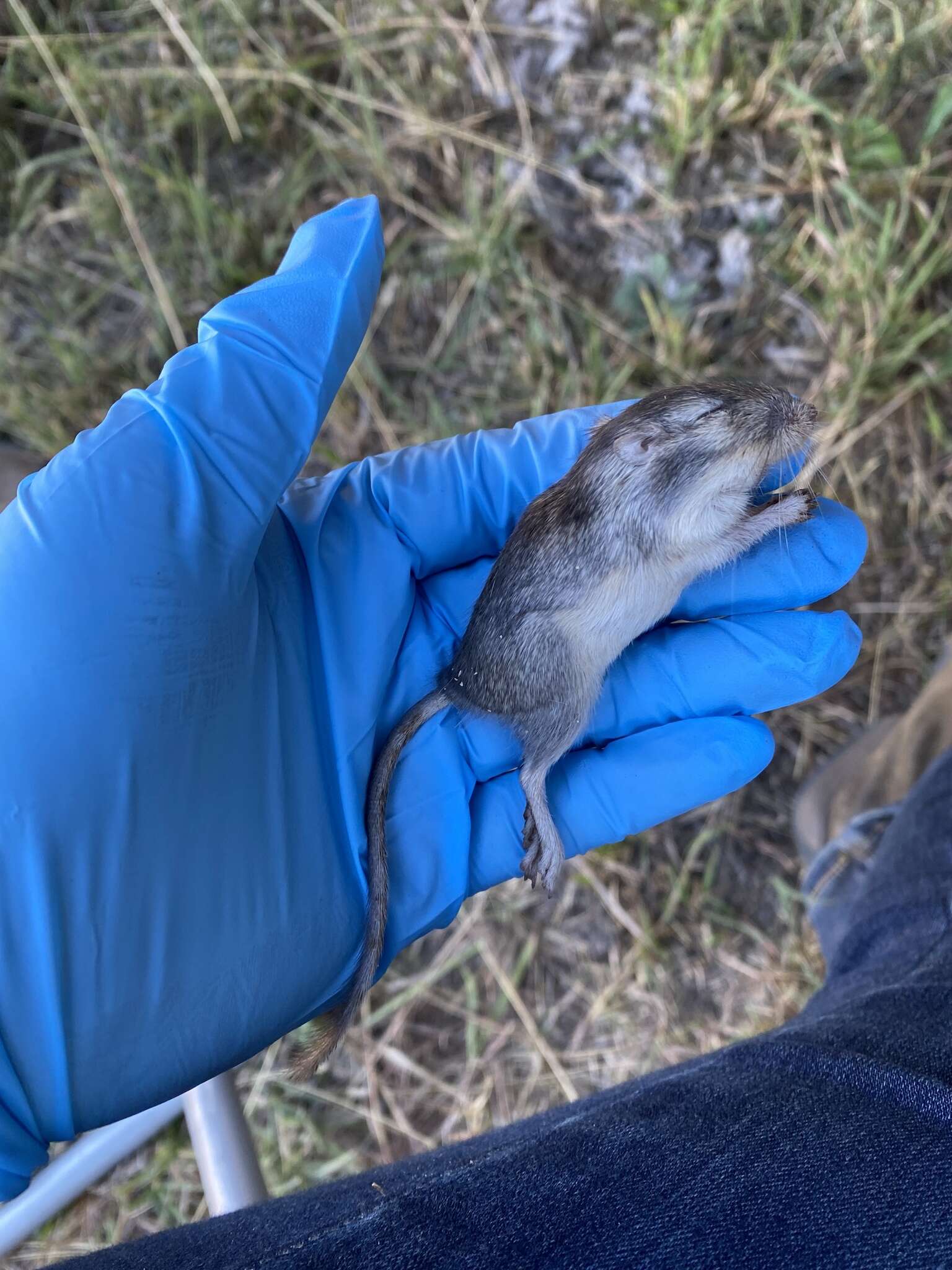 Image of Chihuahuan Desert Pocket Mouse