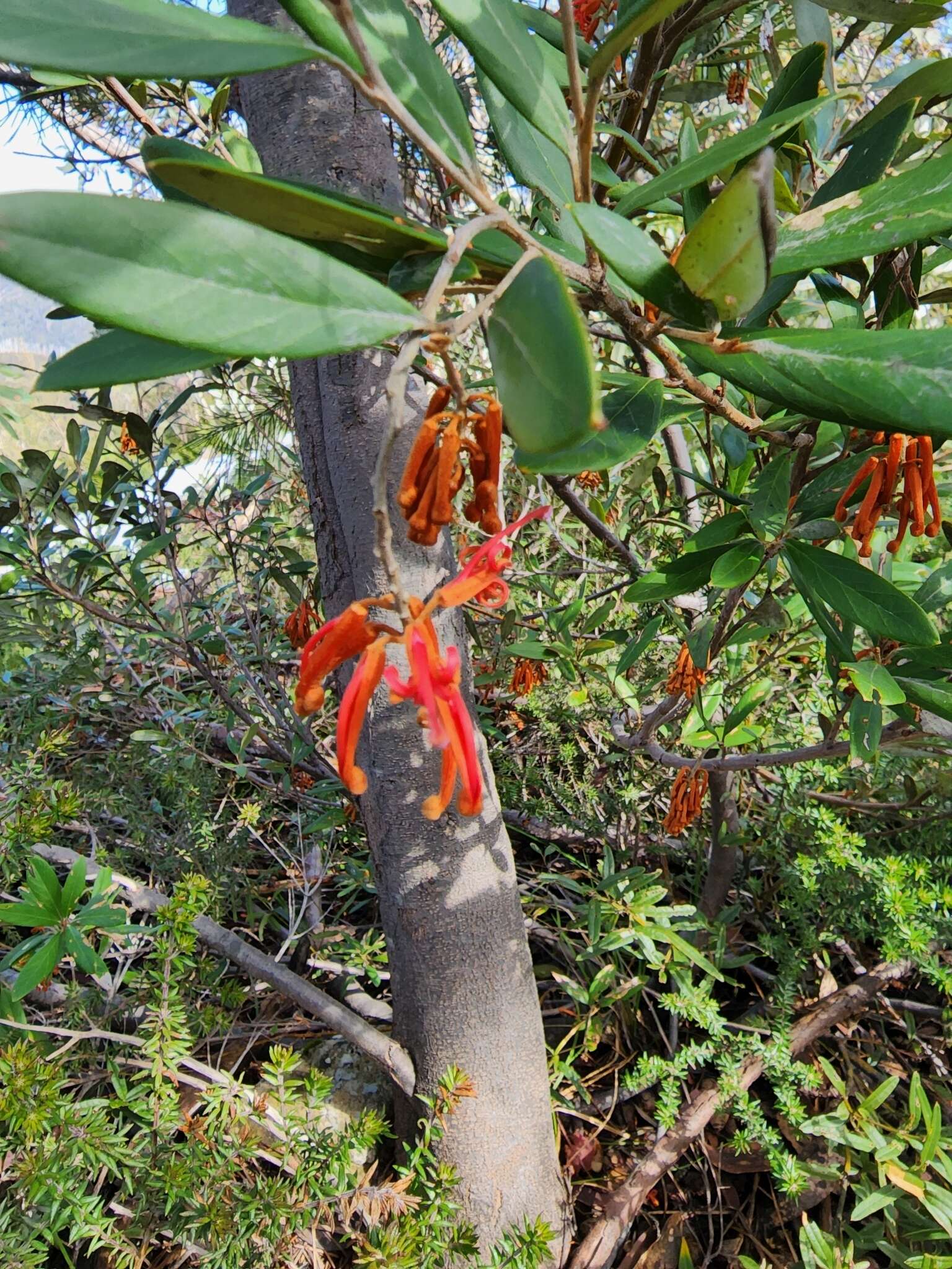 Image of Grevillea victoriae subsp. victoriae