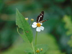 Image of Castilia myia Hewitson 1864