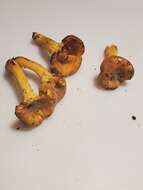 Plancia ëd Cantharellus lewisii Buyck & V. Hofst. 2011