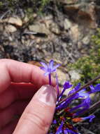 Image of Nivenia stenosiphon Goldblatt