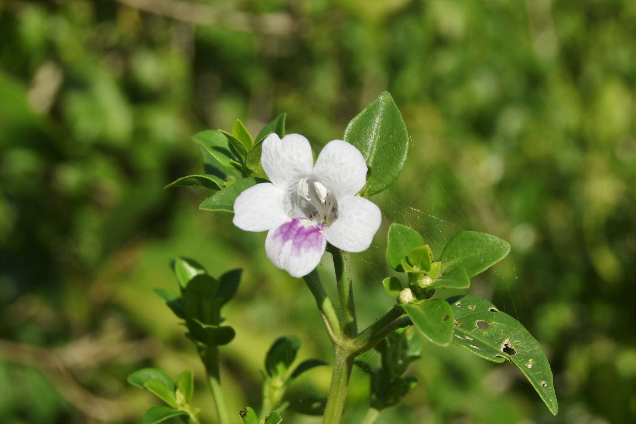 Imagem de Bravaisia berlandieriana (Nees) T. F. Daniel