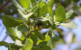 Image of Yellow-bellied Hyliota