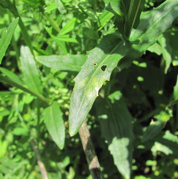 Image of Hyaloperonospora thlaspeos-arvensis