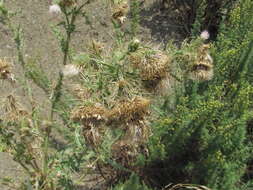 Image of Cirsium echinus (M. Bieb.) Hand.-Mazz.