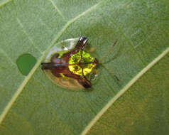 Слика од Deloyala cruciata (Linnaeus 1758)