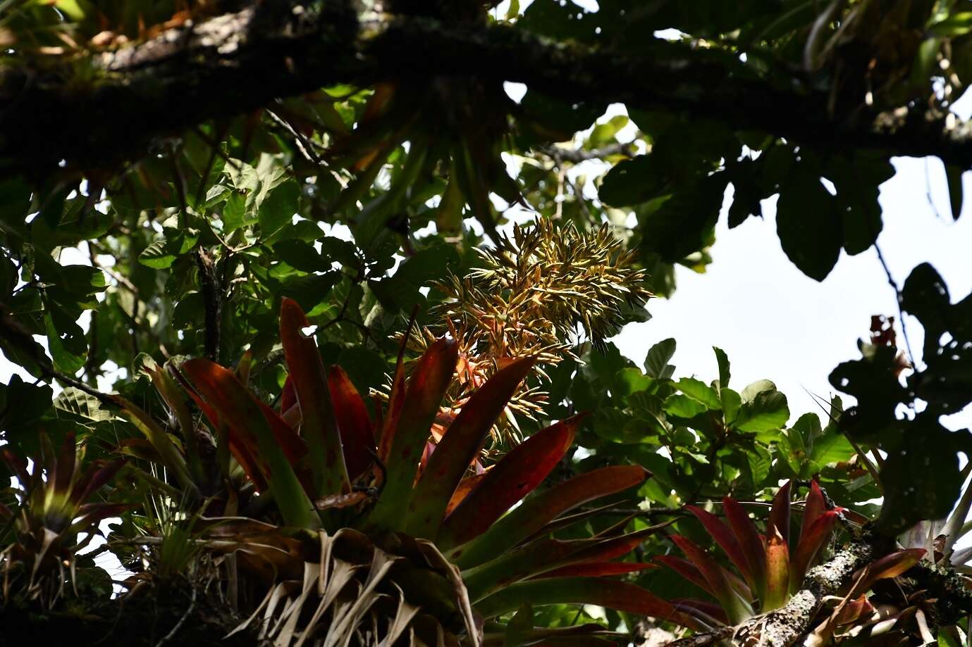 Image of Tillandsia excelsa Griseb.