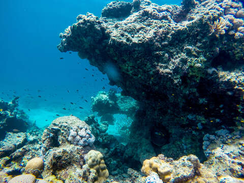 Image of Orbicular batfish