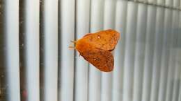 Image of Orange-tipped oakworm moth