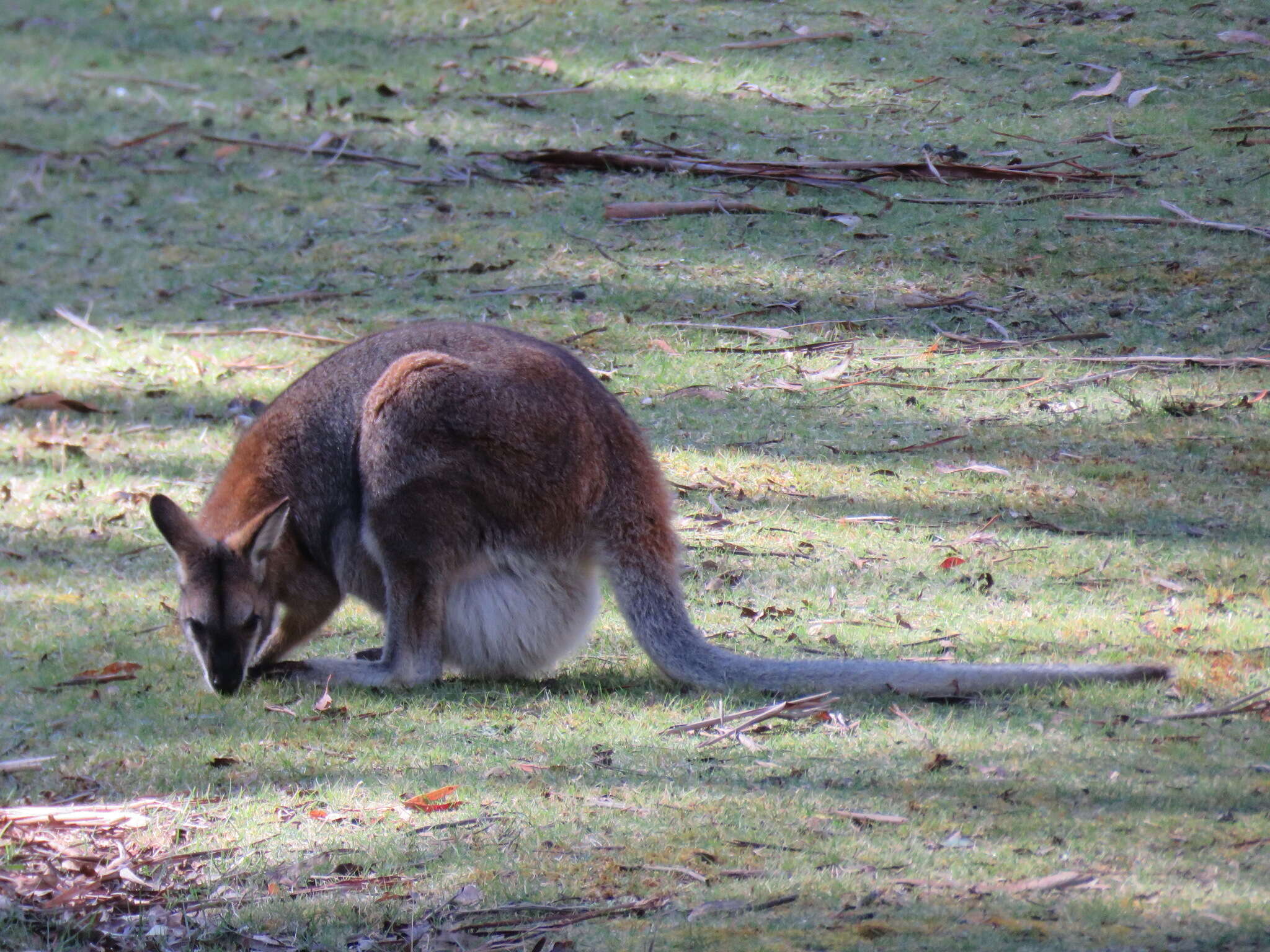 Sivun Macropus subgen. Notamacropus Dawson & Flannery 1985 kuva