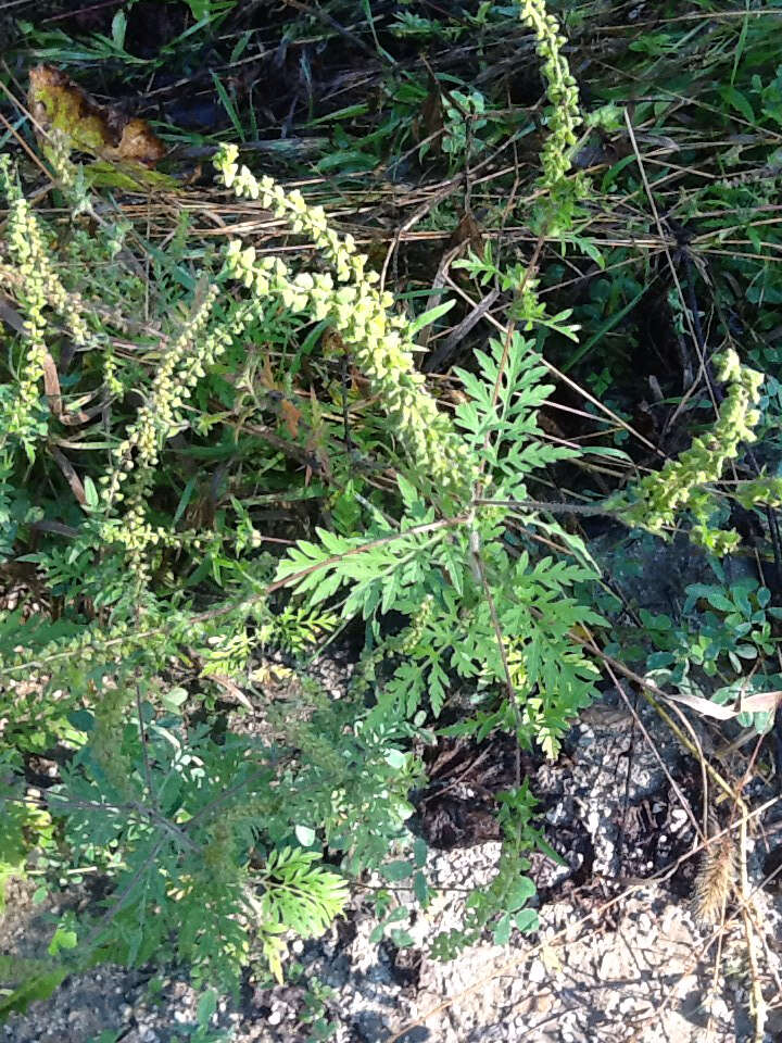 Image of annual ragweed