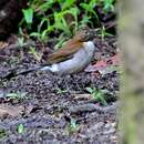 Turdus albicollis spodiolaemus Berlepsch & Stolzmann 1896的圖片