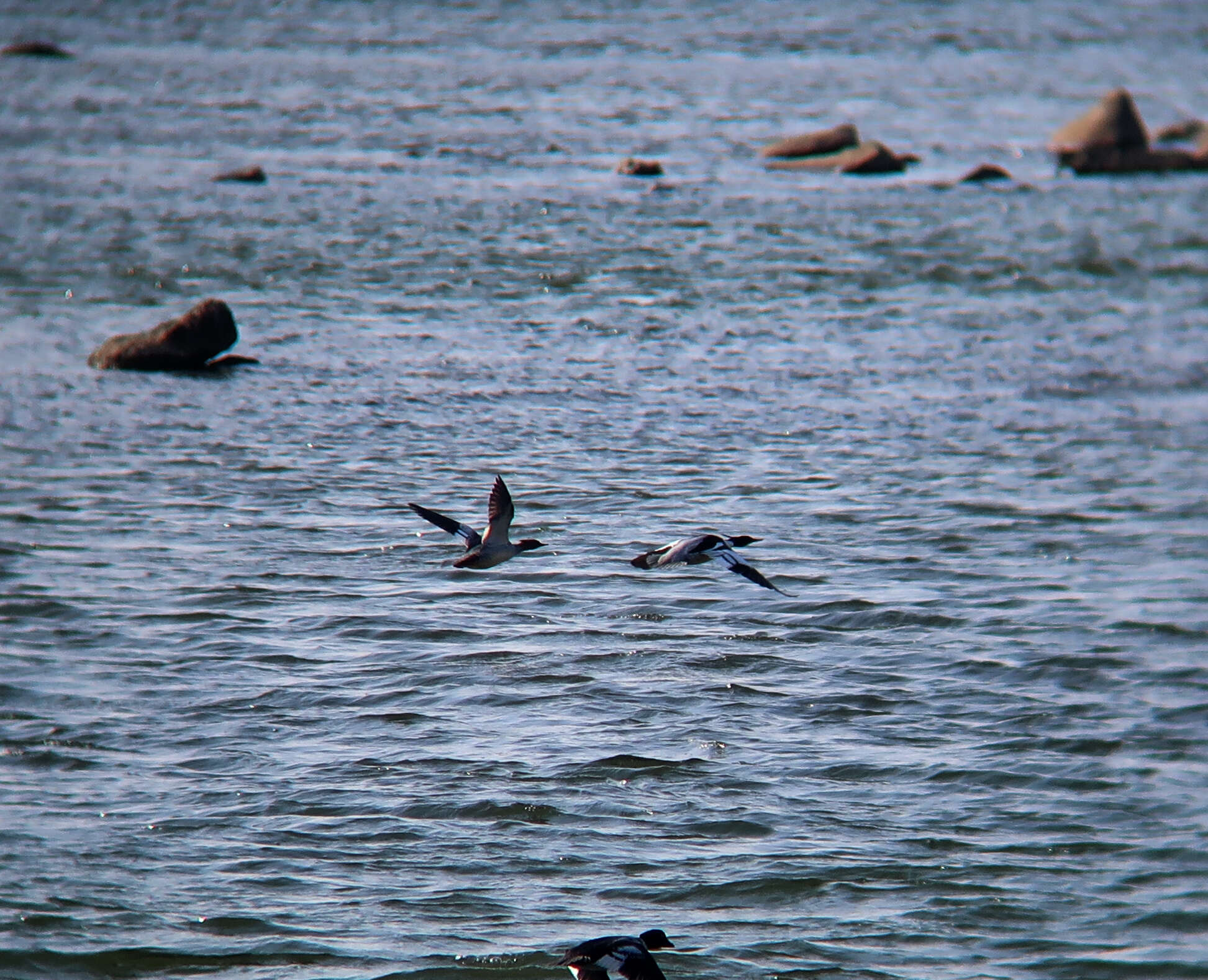 Image of Chinese Merganser