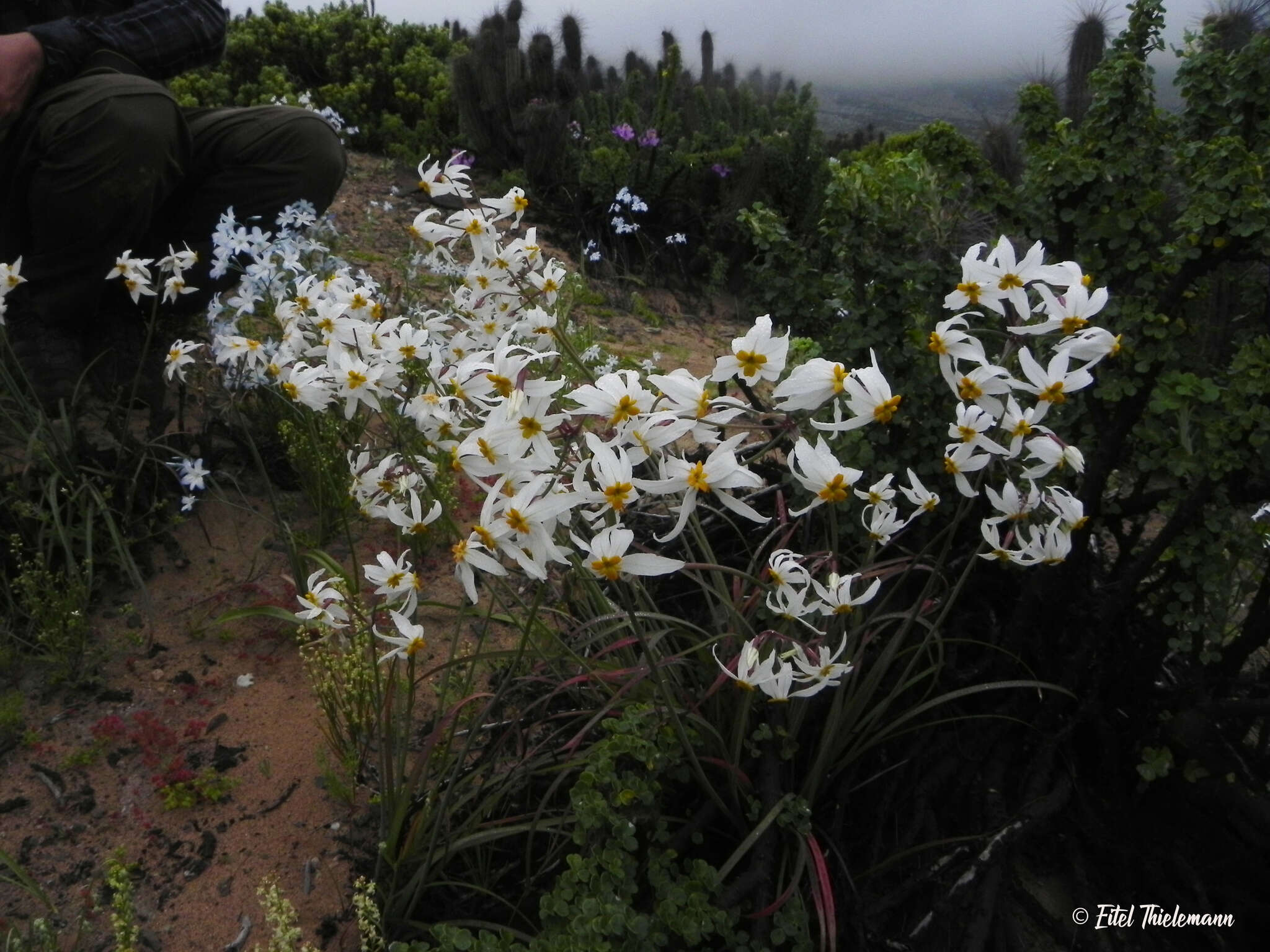 Imagem de Leucocoryne narcissoides Phil.