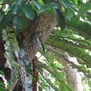 Imagem de Pomatocalpa undulatum subsp. acuminatum (Rolfe) Watthana