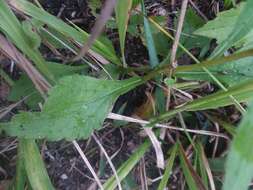 Solidago arguta var. boottii (Hook.) E. J. Palmer & Steyerm. resmi