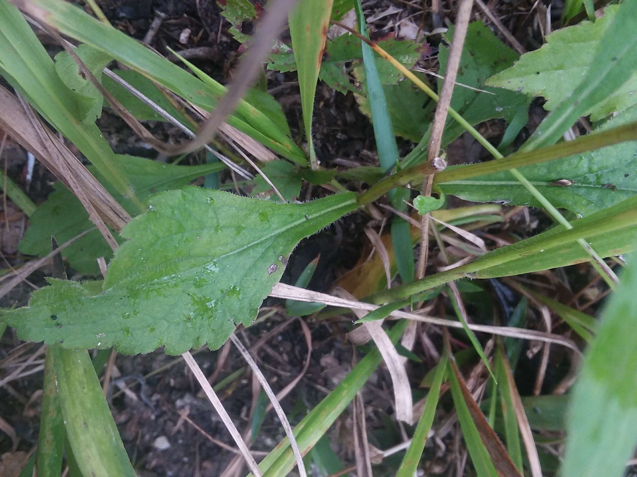 Solidago arguta var. boottii (Hook.) E. J. Palmer & Steyerm. resmi