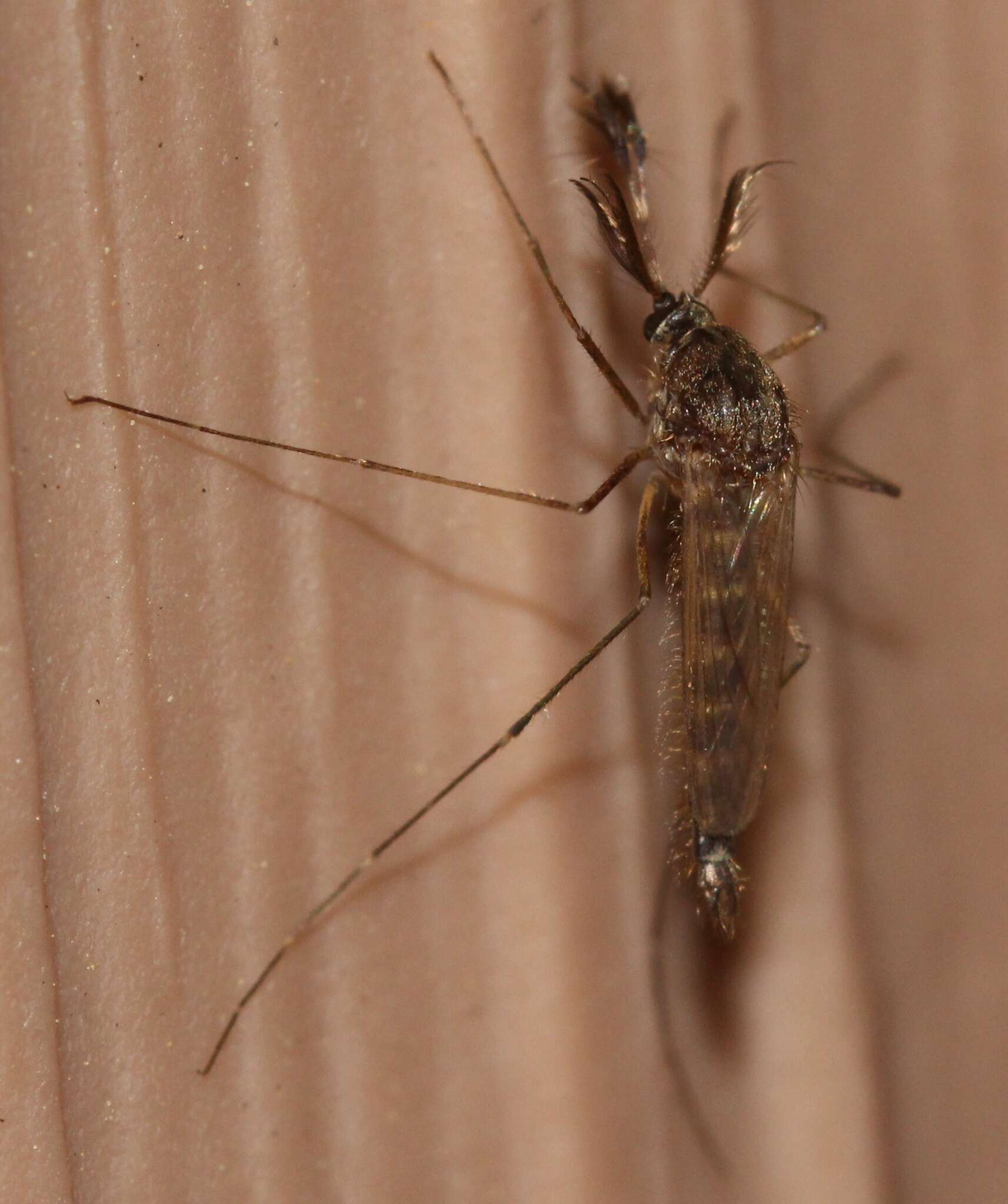 Image of Floodwater Mosquito