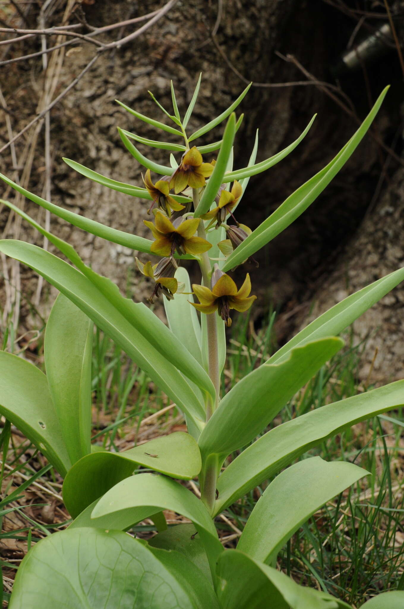 Image of Fritillaria sewerzowii Regel