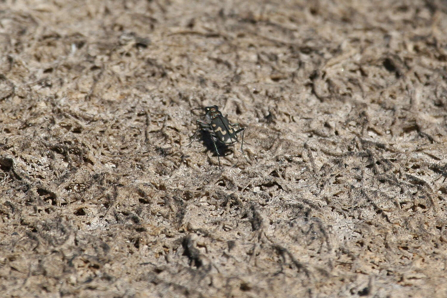 Image of Cicindela (Cicindelidia) senilis G. Horn 1867