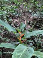 Image of Heliconia spathocircinata Aristeg.