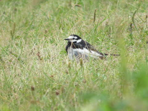 Image of Motacilla alba lugens Gloger 1829