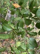 Image of Terminalia buceras (L.) Wright