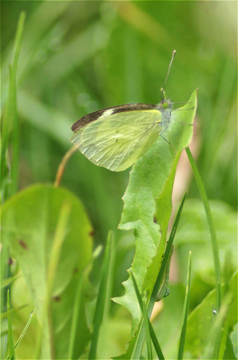 Image of Leptophobia eleone (Doubleday 1847)