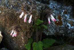 Image of Symphytum davisii subsp. cycladense (Pawl.) W. T. Stearn