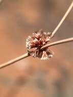 Image of Davidson's buckwheat