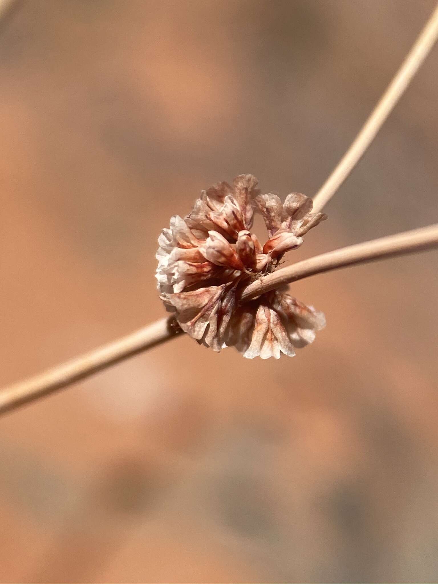 Image of Davidson's buckwheat