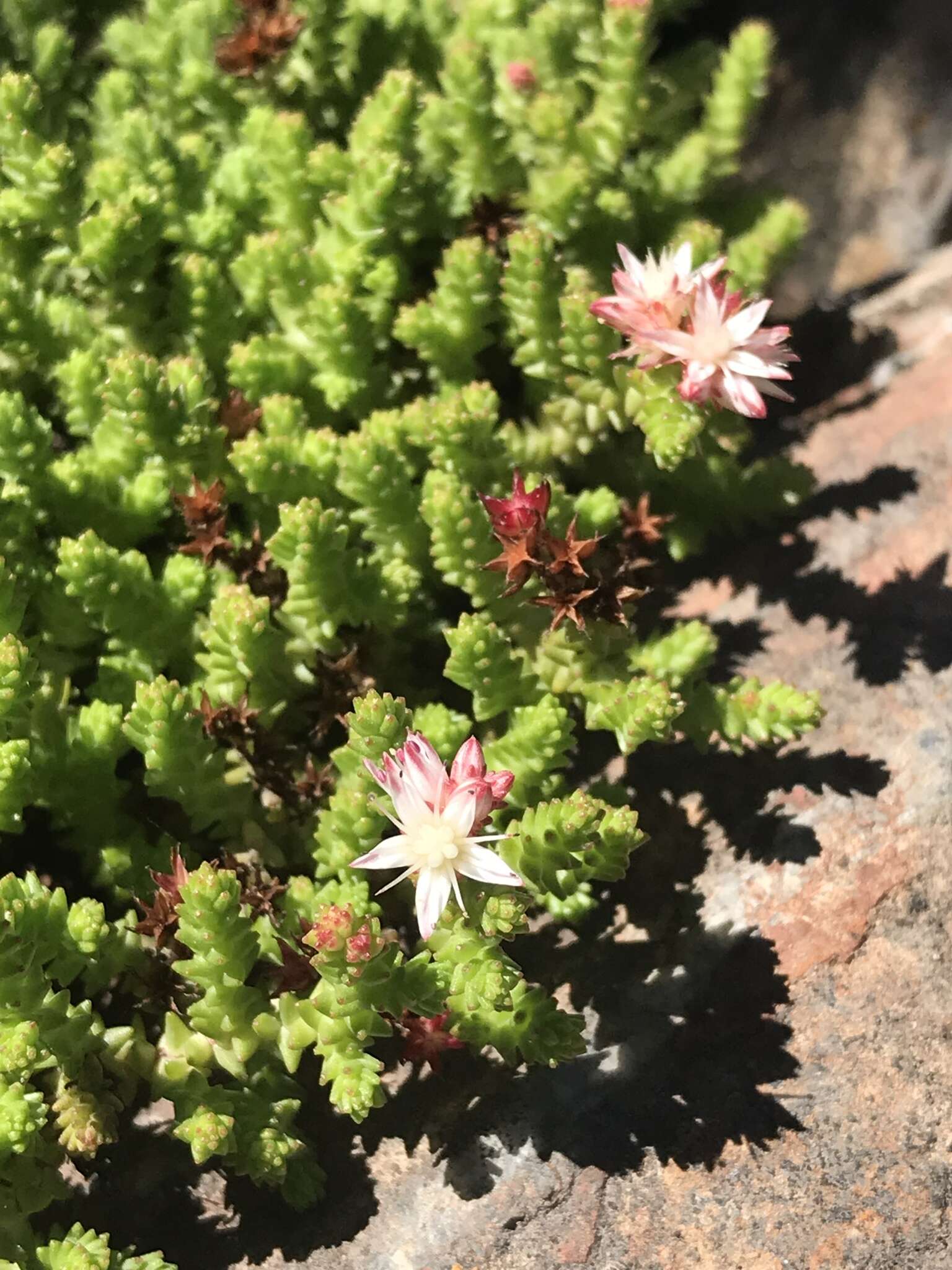 Image of red stonecrop