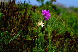 Image of Ixia paniculata D. Delaroche