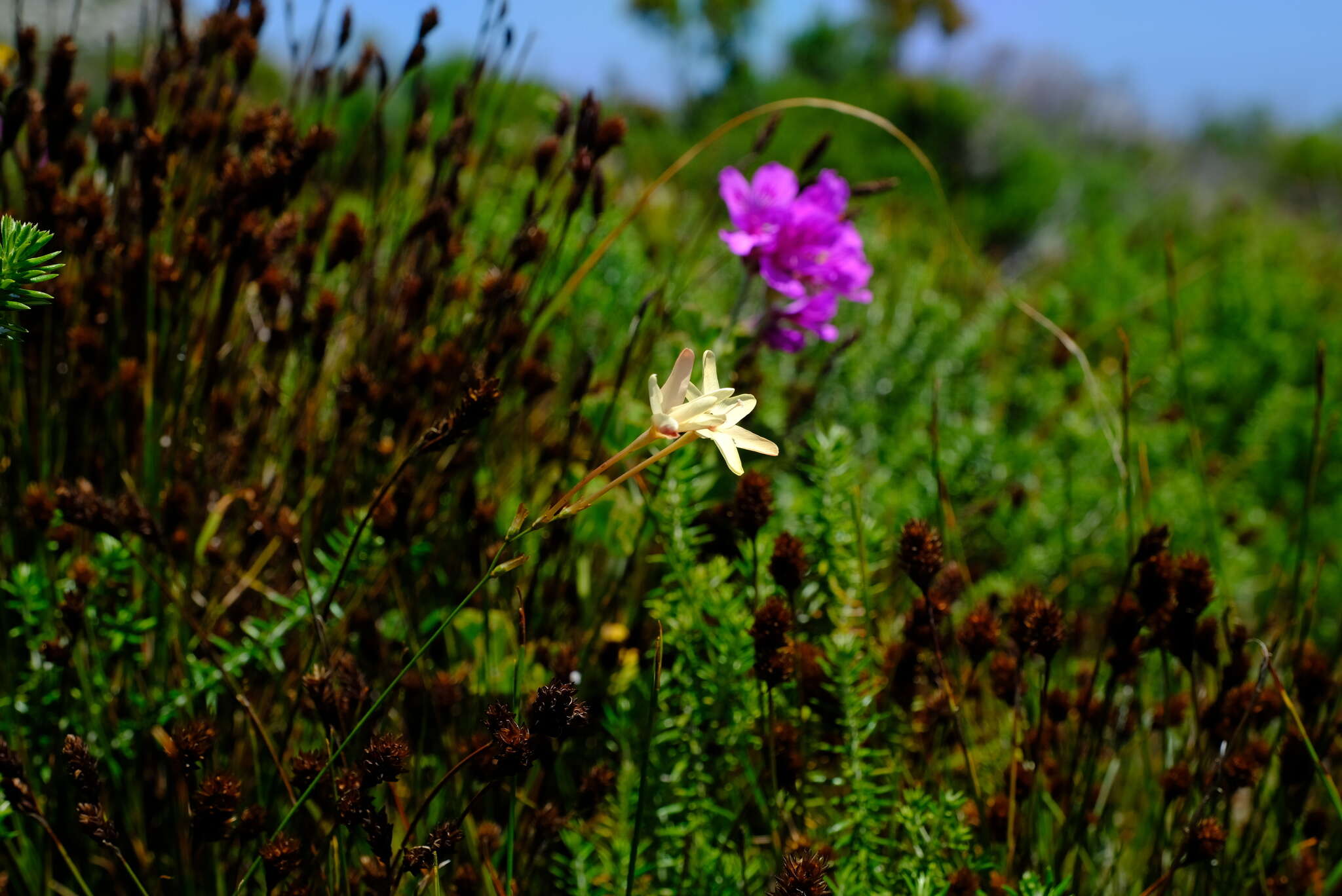 Image of Ixia paniculata D. Delaroche