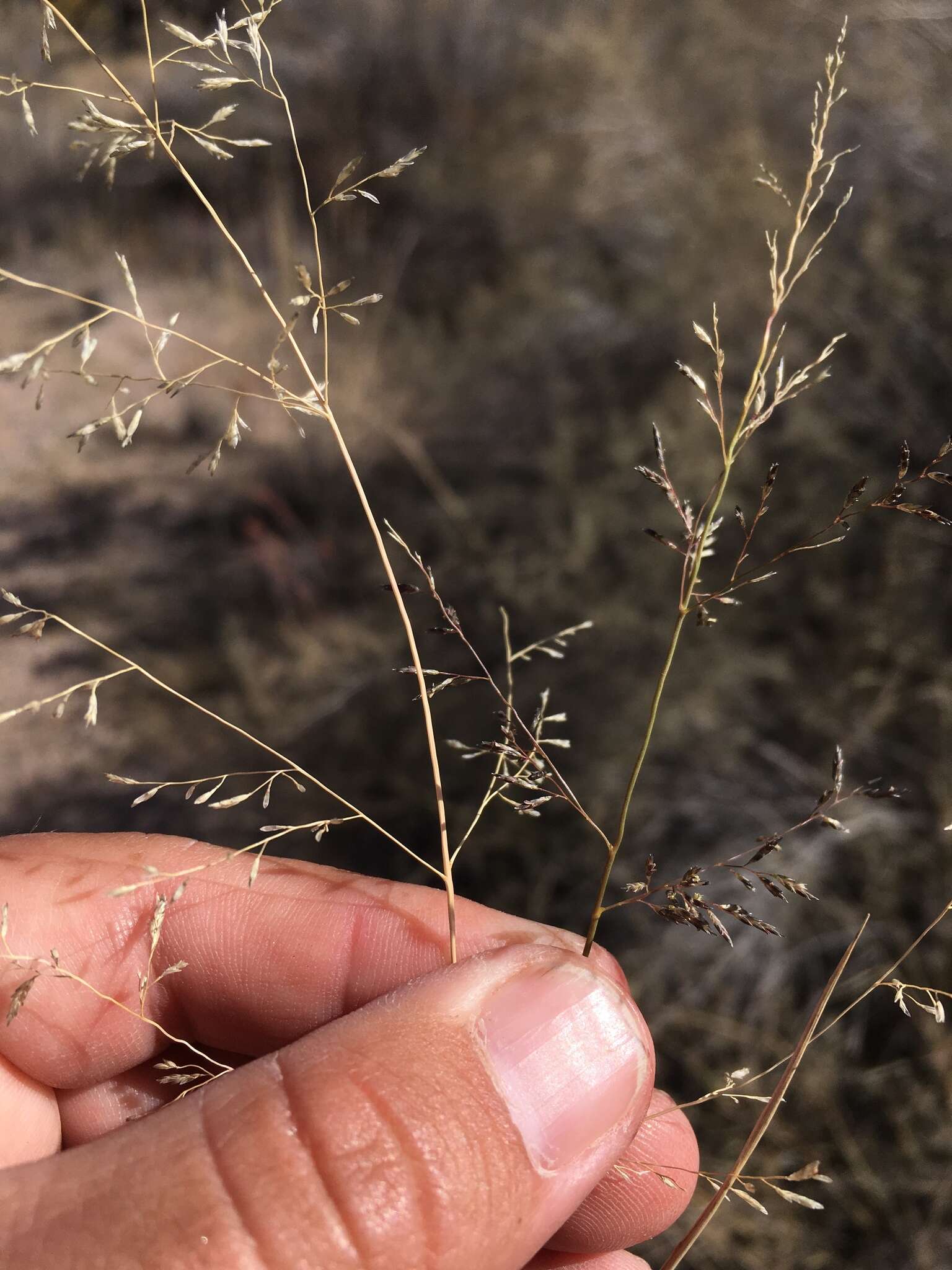 Plancia ëd Eragrostis lehmanniana Nees