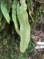 Elaphoglossum paleaceum (Hook. & Grev.) Sledge resmi